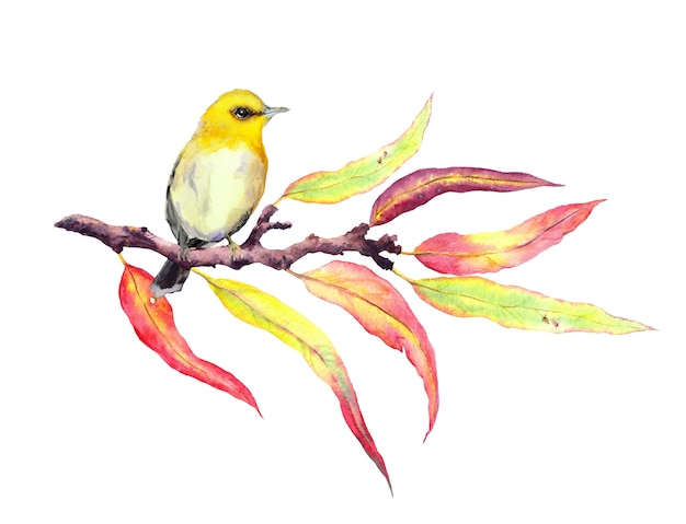 Foto leuke zangvogel op de herfsttakje met rode en gele bladeren. water kleur