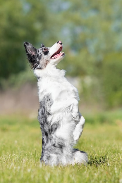 Leuke zwart-witte border collie hond die op achterpoten staat.