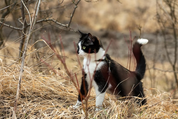 Leuke zwart-witte kat is in de natuur