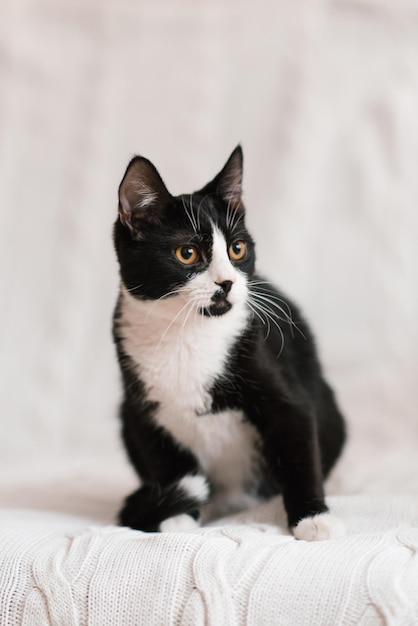 Leuke zwart-witte kat kijkend naar de camera in bed