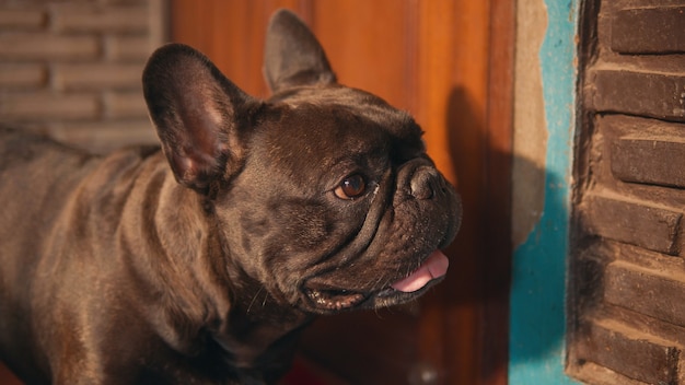 Leuke zwarte Franse bulldog voor de deur.