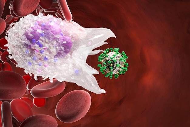 Leukocyte phagocytosis, white blood cells in vein. protection
against viruses and bacteria. omicron strain. view of neutrophils
under the microscope. 3d render.