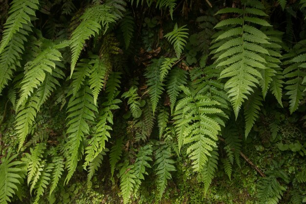 Levada van caldeirao verde