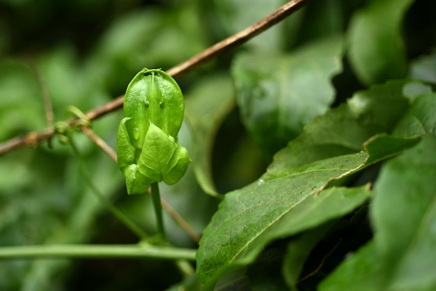 levaes in garden