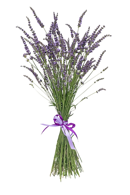 Левандер ака левандула фиолетовый цветущее растение изолированные