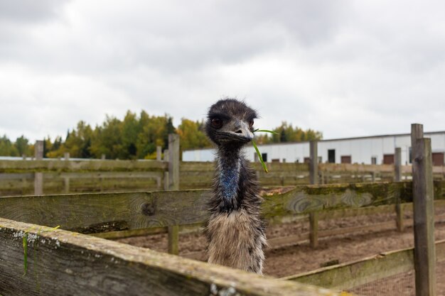 leven van huisdieren op de boerderij