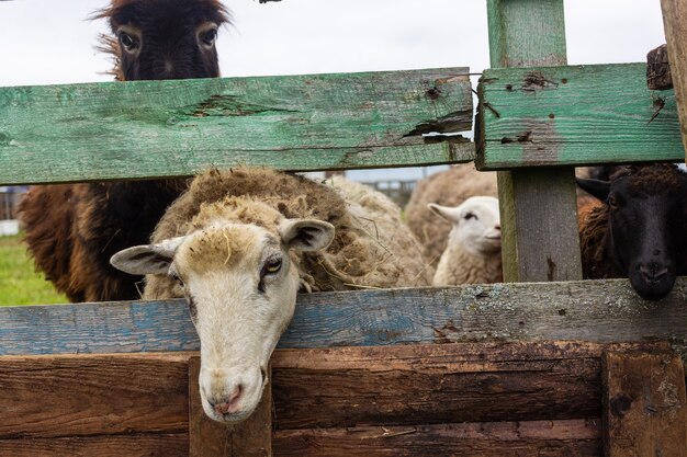 leven van huisdieren op de boerderij