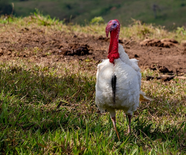 Foto levend kalkoen die op het gras op een boerderij loopt