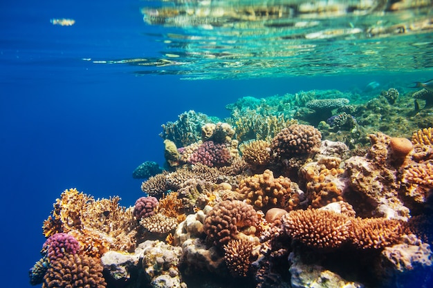 Levend koraalrif in de Rode Zee, Egypte.