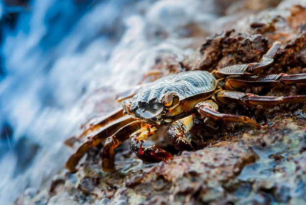 levende krab in het wild staande op de rotsen in de zee