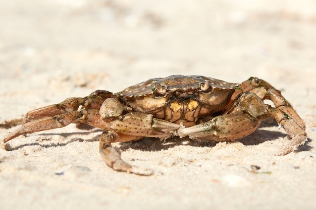 Levende krab op de zanderige kust van de zwarte zee, oekraïne, kherson-regio, close-up