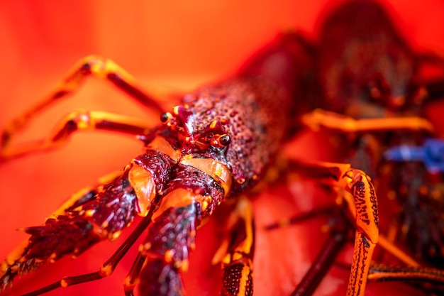 Levende kreeft vangen in Amerika Rivierkreeft vissen in Tasmanië Australië klaar voor Chinees Nieuwjaar