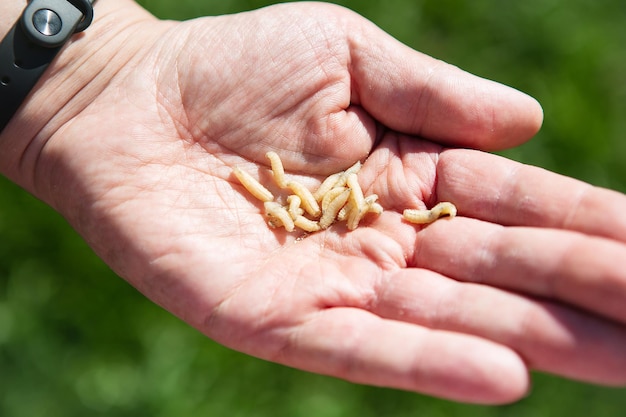 Levende madenlarven in de hand van een man Voedsel voor vissen Het concept van herenrecreatie tijdens een visreis