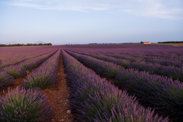 フランス プロヴァンスの valensole の近くの levender フィールド紫色の芳香の花
