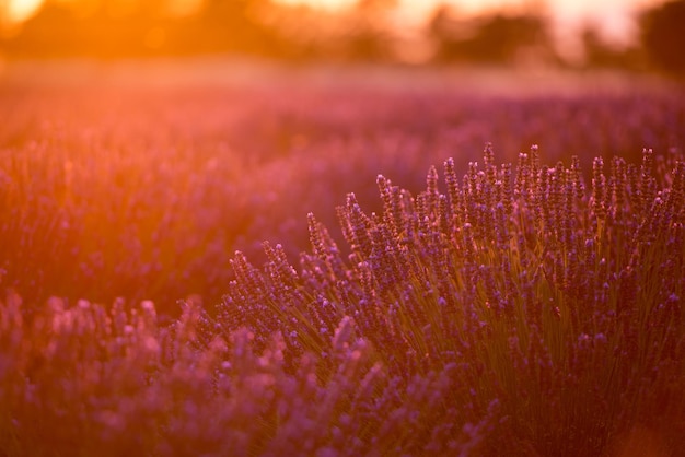 levender field  purple aromatic flowers  near valensole in provence france