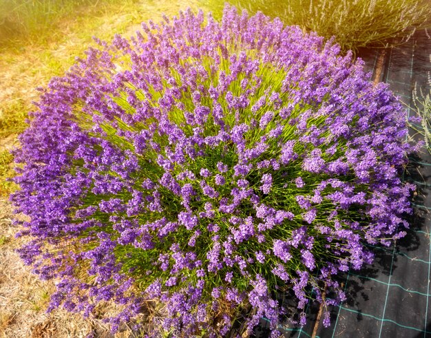 Levender flowers on sunny field in summer