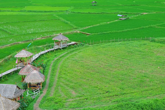 Levendig groen rijstveld met een groep rustieke paviljoens in de noordelijke regio van Thailand