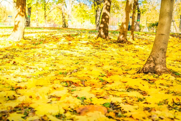 Levendig herfstgebladerte