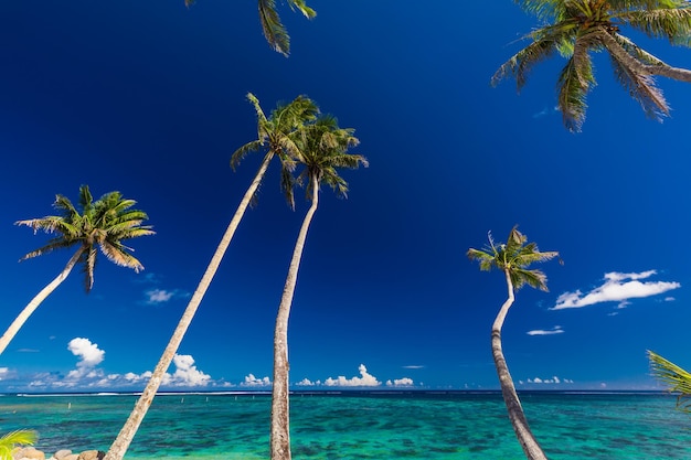 Levendig tropisch strand met palmbomen Upolu Samoa