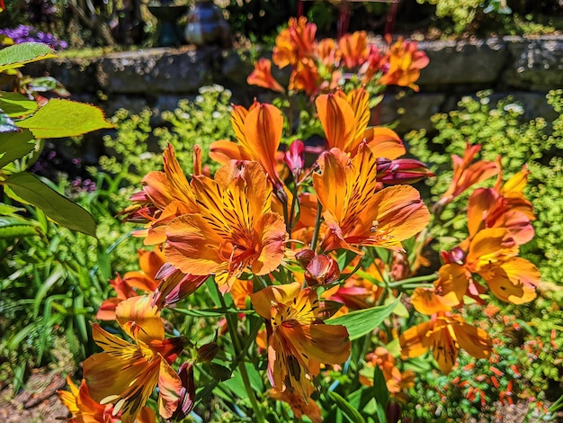 Levendige Alstroemeria-bloemen in een zonnige tuin