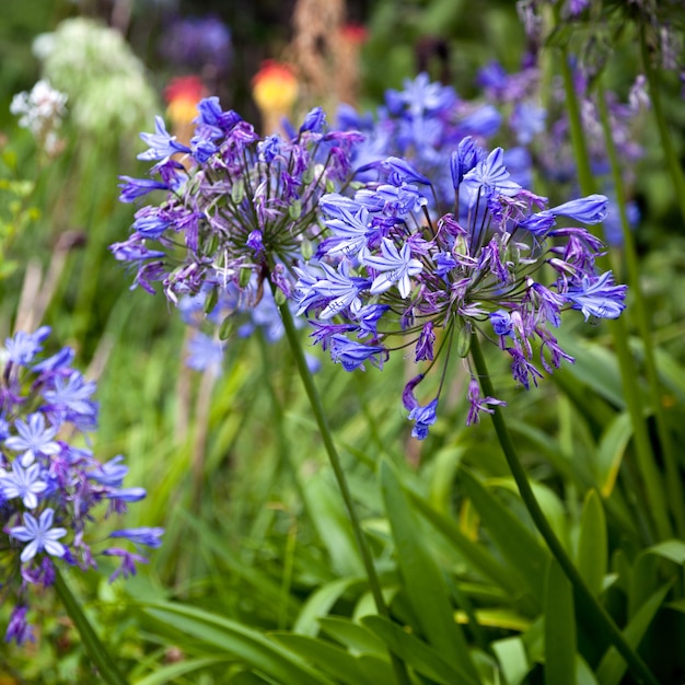 Levendige blauwe Agapanthus (africanus) voorbij zijn beste