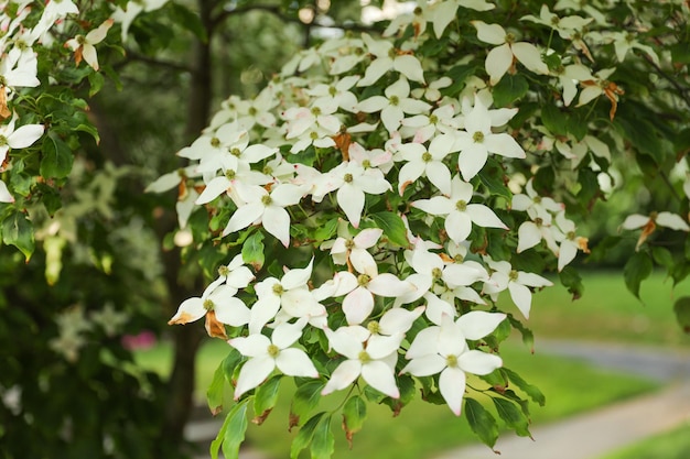 Levendige bloemen symboliseren vernieuwing en groei terwijl lentebloemen de wereld schilderen met hun levendige kleuren