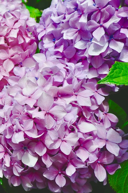 Levendige bloemen van hortensia die buiten in de binnentuin groeien