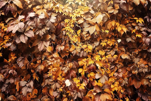 Levendige close-up van vallende herfstbladeren met levendige achtergrondverlichting van de ondergaande zon