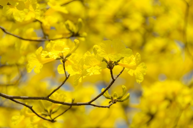 Levendige frisse heldere kleur mooi van gele bloem, tot de natuur achtergrond concept