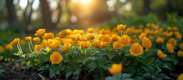 Levendige gele bloemen onder de zon