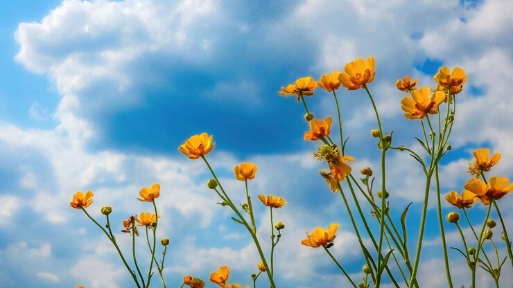 Levendige gele bloemen tegen de achtergrond van een bewolkte hemel