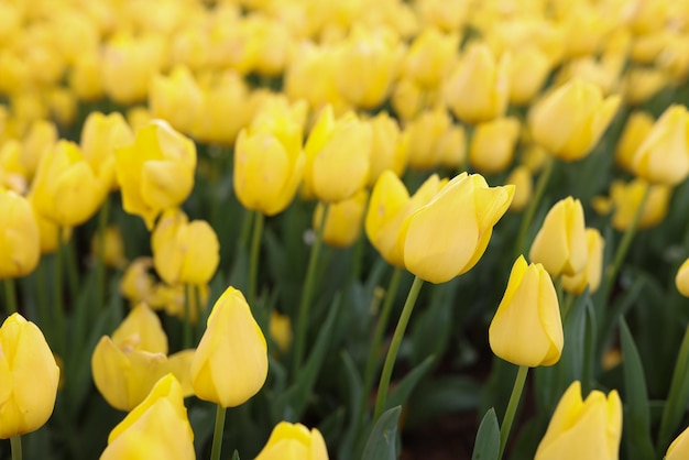 Levendige gele tulpen bloemen op bloembed in tuin traditionele lente planten bloeien