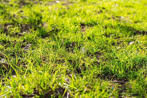 Levendige groene grasachtergrond