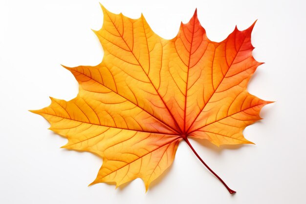 Foto levendige herfstmagie een betoverend gebogen esdoornblad in gele, oranje en rode tinten verlicht ag