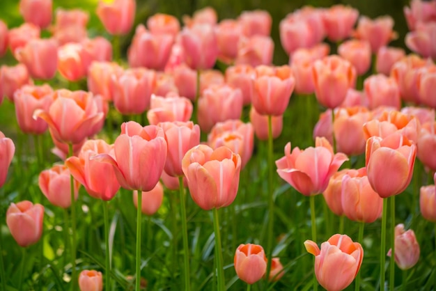 Levendige kleurentulpen in Holland Nederland