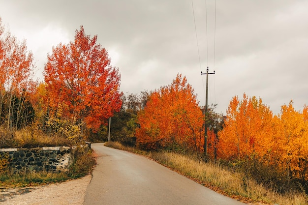 Levendige oranje en gele boom in de herfst