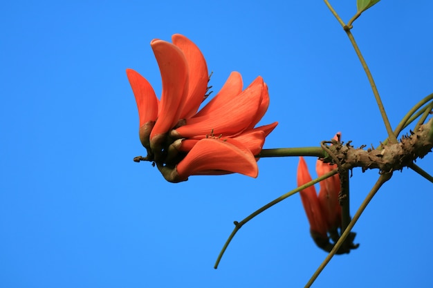 Levendige oranje kleur Coral Tree Flower Blooming tegen Levendige blauwe heldere hemel van Paaseiland, Chili