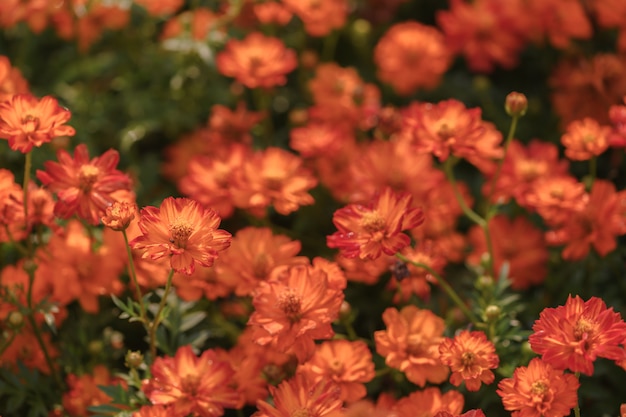 Levendige oranje kosmosbloemen in tuin,