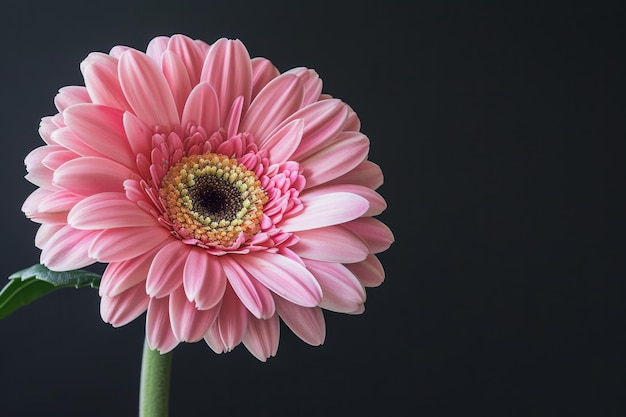 Levendige roze gerbera bloem tegen zwarte achtergrond met kopieerruimte