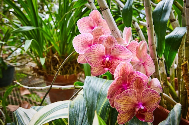 Foto levendige roze orchideeën in een kastuin