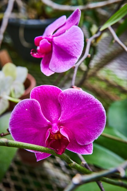 Levendige roze orchideeën met waterdruppels in de kas