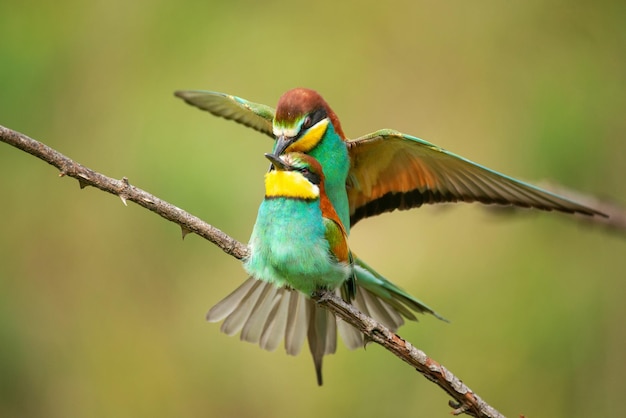 Foto levendige vogels bijeneters paren merops apiaster