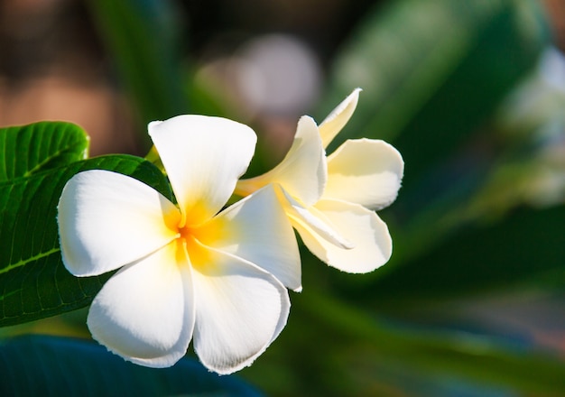 Levendige witte plumeriabloemen