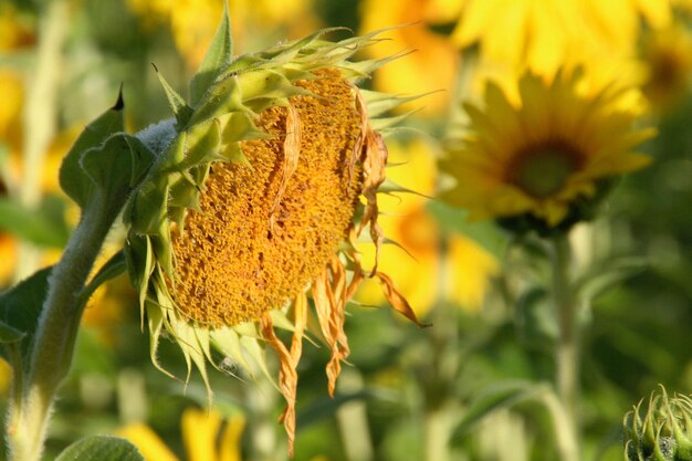 Levendige zonnebloem in volle bloei, met gele bloemblaadjes en een heldergroene stengel