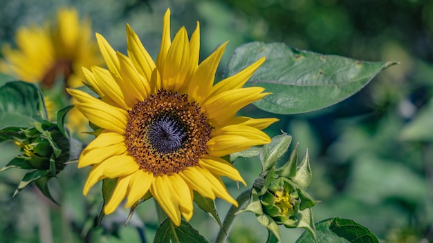 Levendige zonnebloembloem