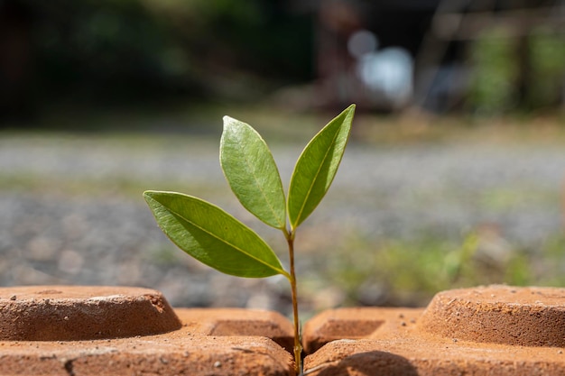 Levensconcept Jonge boom penetreert stenen plaveisel onkruid groeit door spleet in bestrating