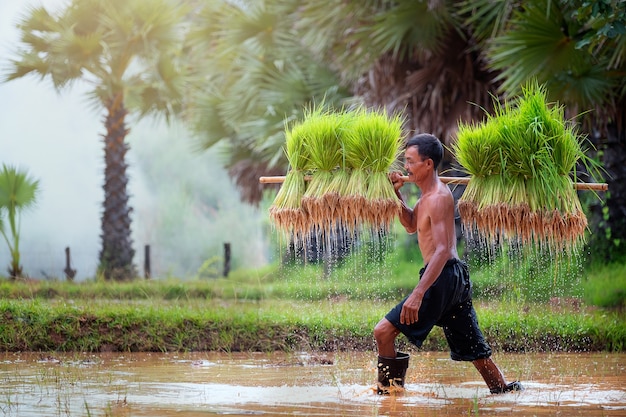 Levensstijl van Zuidoost-Aziatische mensen in het gebiedsplatteland Thailand