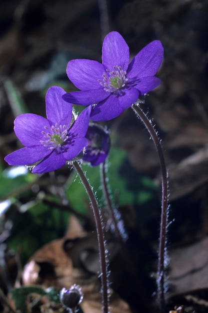 Leverblad Hepatica nobilis