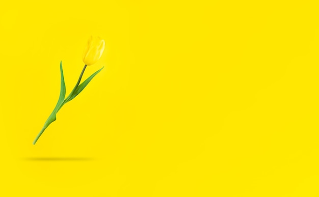 Levitating yellow tulip with shadow under it and copy space.