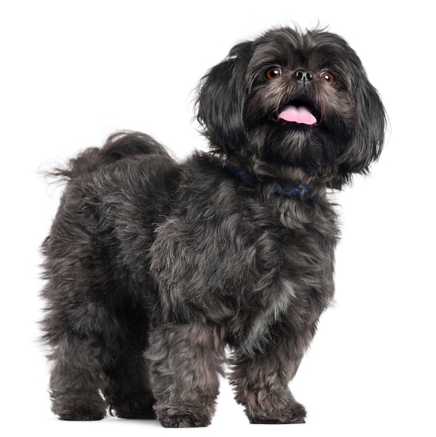 Lhasa Apso, 3 jaar oud, staand